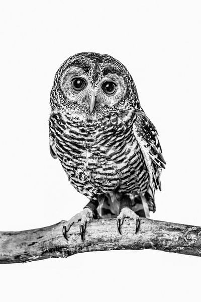 Owl on branch in black and white by Lotte van Alderen