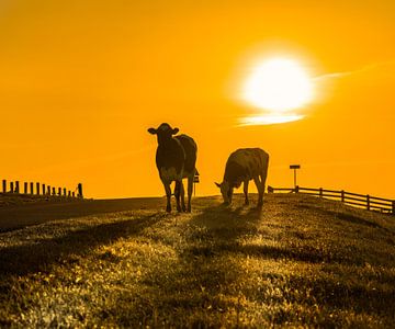 Koeien op de dijk onder Stavoren tijdens zonsondergang van Harrie Muis