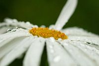 marguerite avec rosée