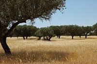 Dry lawns