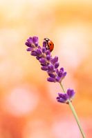 Ladybird on lavender