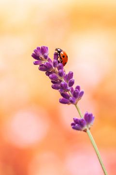 Lieveheersbeestje op lavendel van Andrea Hofstra