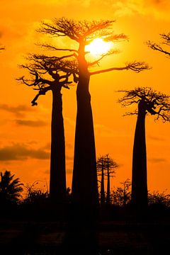 Vertikale Baobabs zonsondergang van Dennis van de Water