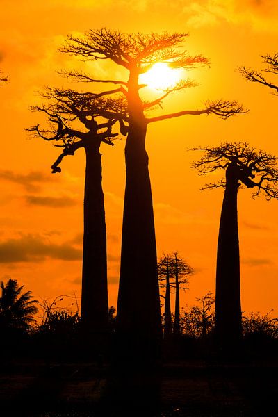 Vertikale Baobabs zonsondergang von Dennis van de Water