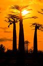 Vertikale Baobabs zonsondergang von Dennis van de Water Miniaturansicht