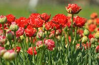 tulpen