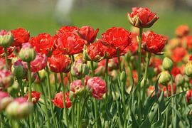 tulpen by Georges Hoeberechts