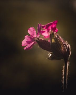 Red Campion flowers dark & moody van Sandra Hazes