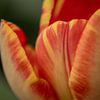 Tulips in warm shades of orange and yellow by Christina Bauer Photos