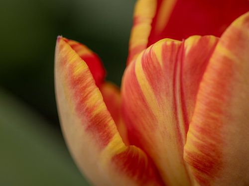 Tulpenbloei in warme oranje- en gele tinten