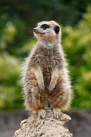 Stokstaartje von Sander van Dorp