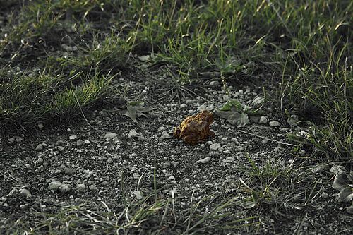 Pad op pad – contrastrijk detail in landweg