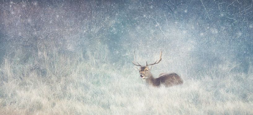 . par LHJB Photography