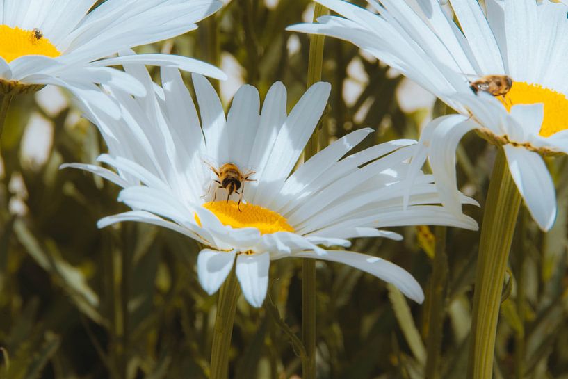champ de fleurs par Simen Crombez