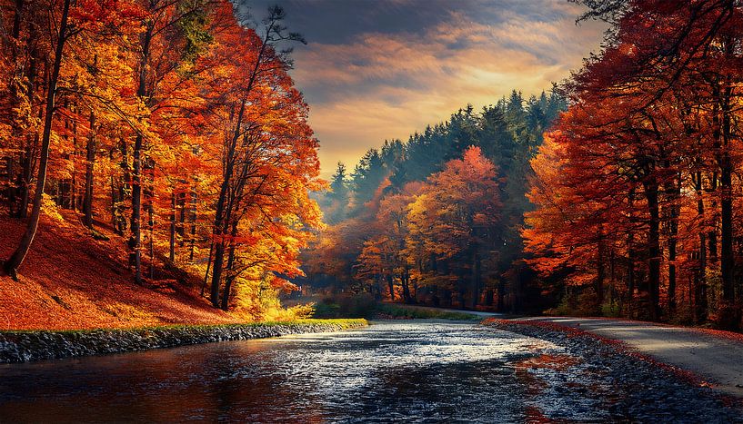 Forêt d'automne avec couleurs par Mustafa Kurnaz