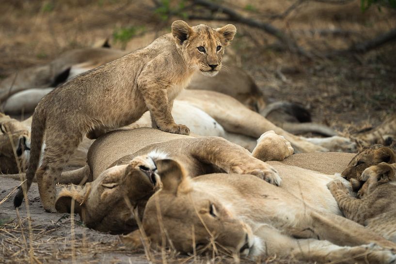 Löwenbabys von Ed Dorrestein