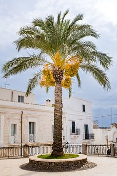 Palmboom met gouden bloemen - Puglia - Italië van Anouk Raaphorst