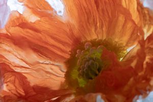 Isländischer Mohn in kristallklarem Eis 4