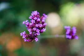 Ijzerhard by Johan Slagers