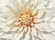 Dahlia blanc par Violetta Honkisz Aperçu