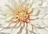 Dahlia white