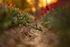 Osez sortir de vos schémas