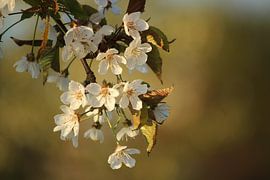 Blossom by Mark Mooren