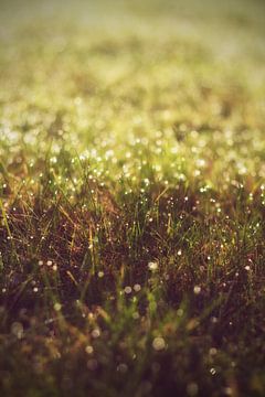 Meadow with dew