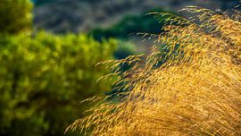 Gouden velden - winden van tijd van Harry Cathunter