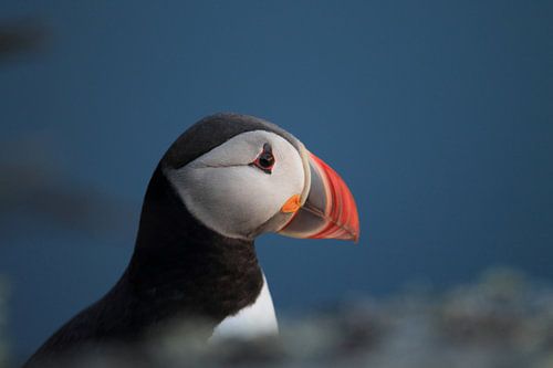 Atlantische papegaaiduiker of gewone papegaaiduiker, Fratercula arctica, Noorwegen