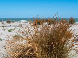 Küstenlandschaft mit Dünengras an einem Naturstrand an der Adria in Italien