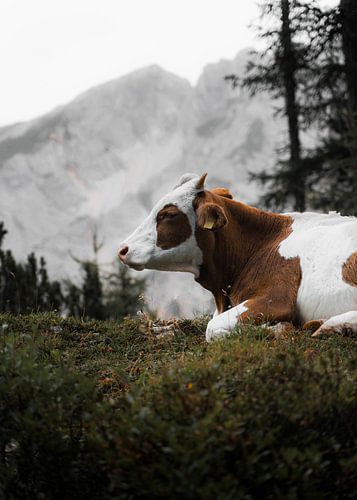 Cow Between The Mountains