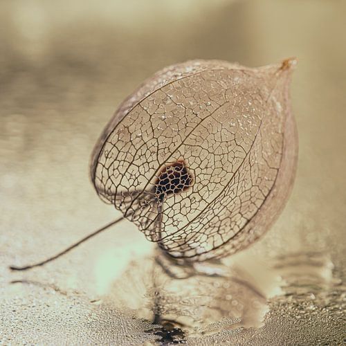 Rust en eenvoud in natuurlijke zachte goud en beige tinten: Een lampionnetje na de regen