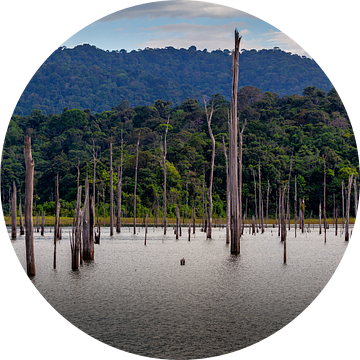 Het Brokopondomeer in Suriname van René Holtslag