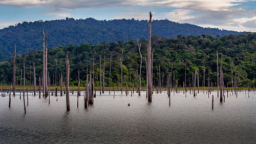 Lake Brokopondo in Suriname
