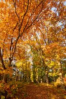 Beeindruckende herbstliche Farbenpracht.