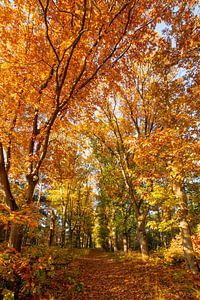 Indrukwekkende herfstkleuren pracht. van Els Oomis