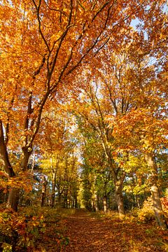 Impressive autumn color splendor.
