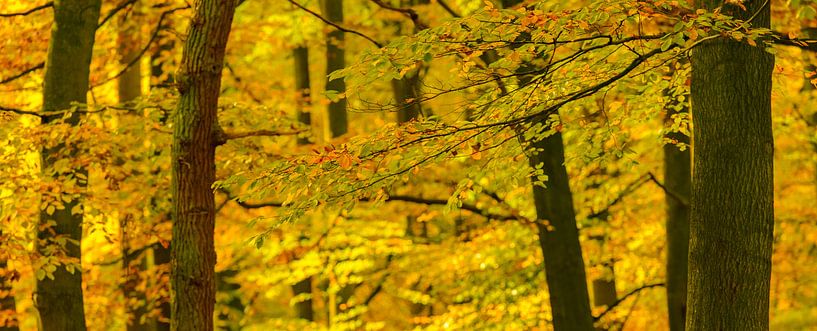 Fall forest view with Beech trees and golden leaves by Sjoerd van der Wal Photography