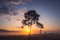 Boom met Zonsopkomst van Zwoele Plaatjes thumbnail