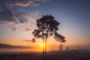 Boom met Zonsopkomst van Zwoele Plaatjes