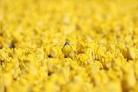 You don't see me, I'm a tulip.