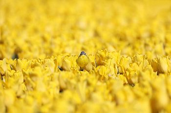 Je ziet me niet, ik ben een tulp.