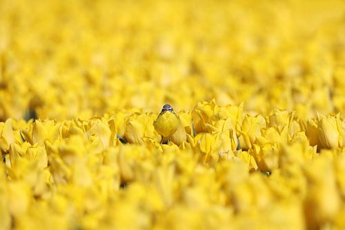 Sie sehen mich nicht, ich bin eine Tulpe.