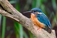 IJsvogel