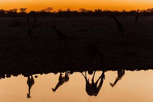 Namibia - Giraffen in der Abenddämmerung sur Felix Brönnimann