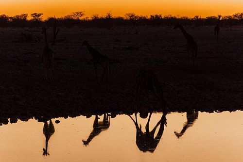 Namibia - Giraffen in der Abenddämmerung