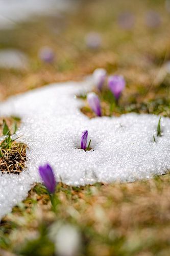 Krokussen in de sneeuw