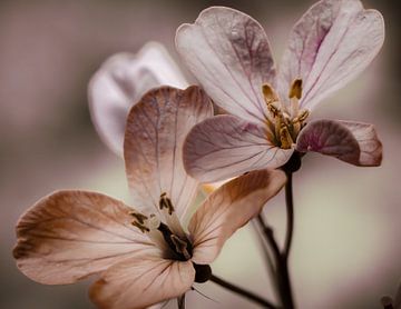 Blume von Maurice Cobben