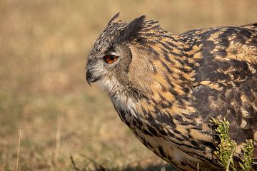 Chouette aigle européenne sur Tanja van Beuningen